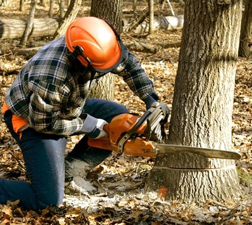 Tree Removal in Montalba, TX